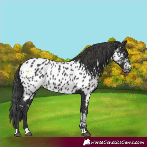 Horse Color:Black Near Leopard