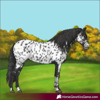 Horse Color:Black Near Leopard 