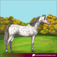 Horse Color:Bay Roan Near Leopard 