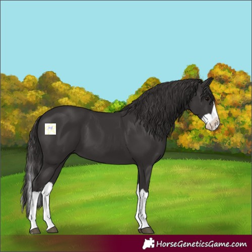 Horse Color:Smoky Black Splash