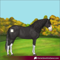 Horse Color:Smoky Black Splash 