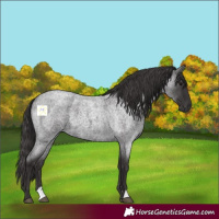 Horse Color:Smoky Blue Roan 