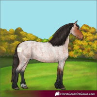 Horse Color:Bay Roan 