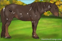 Horse Color:White Spotted Liver Chestnut