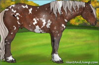 Horse Color:White Spotted Silver Bay 