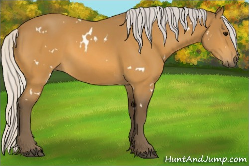 Horse Color:White Spotted Silver Buckskin 