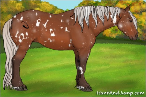 Horse Color:White Spotted Silver Bay 