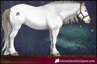 Horse Color:White Spotted Smoky Black Splash Appaloosa 