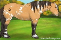 Horse Color:White Spotted Buckskin