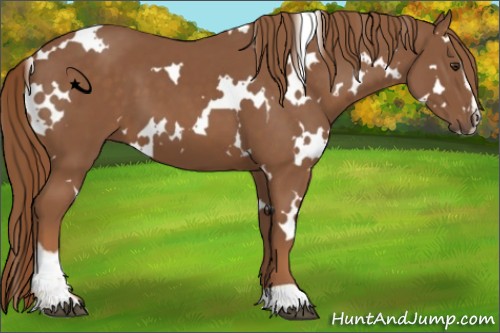 Horse Color:White Spotted Chestnut Sabino 