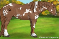 Horse Color:White Spotted Chestnut Sabino
