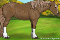 Horse Color:Chocolate Palomino Sabino Tobiano 