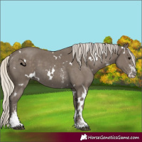 Horse Color:White Spotted Silver Smoky Black Sabino 