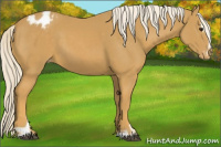 Horse Color:Palomino Sabino Appaloosa 