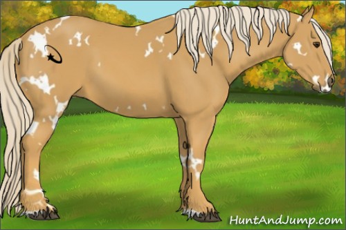 Horse Color:White Spotted Palomino 