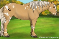 Horse Color:White Spotted Palomino