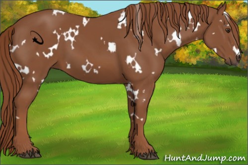 Horse Color:White Spotted Chestnut 