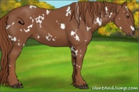 Horse Color:White Spotted Chestnut 