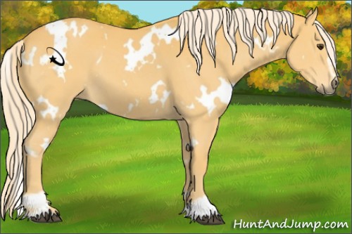 Horse Color:White Spotted Palomino Sabino 