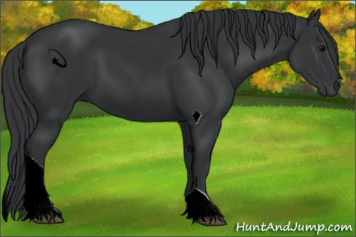 Horse Color:ERROR: UNKNOWN ANOMALY