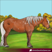 Horse Color:Silver Bay 