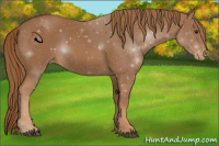 Horse Color:Chestnut Appaloosa