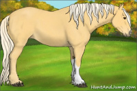 Horse Color:Palomino Roan 