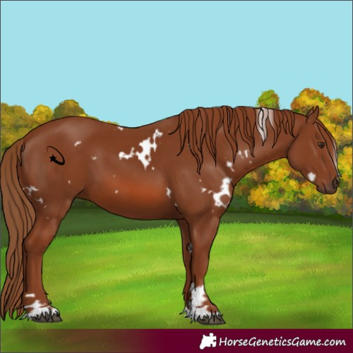 Horse Color:White Spotted Chestnut 