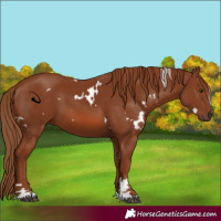 Horse Color:White Spotted Chestnut 
