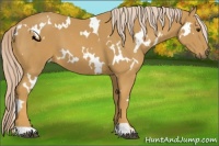Horse Color:White Spotted Palomino
