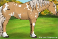 Horse Color:White Spotted Palomino Sabino 