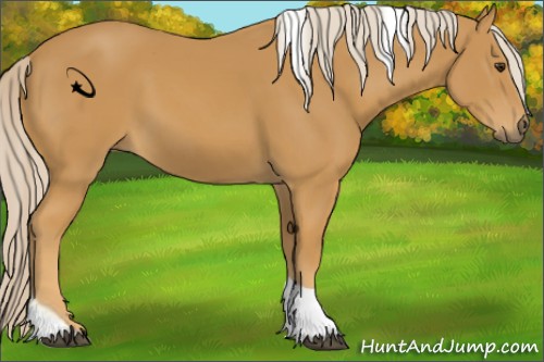 Horse Color:Palomino Tobiano 