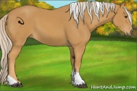 Horse Color:Palomino Tobiano