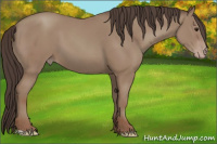 Horse Color:Classic Champagne 