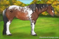 Horse Color:Bay Tobiano 