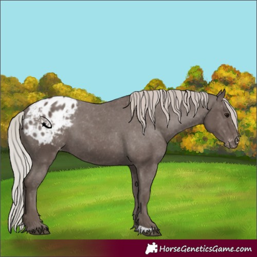 Horse Color:Silver Black Appaloosa 