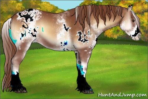 Horse Color:White Spotted Red Onyx Appaloosa
