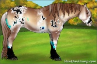 Horse Color:White Spotted Red Onyx Appaloosa 