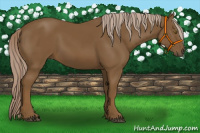 Horse Color:Chocolate Palomino 