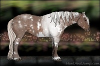 Horse Color:White Spotted Silver Bay 