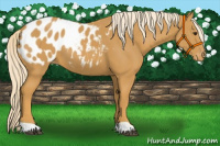 Horse Color:Palomino Appaloosa 