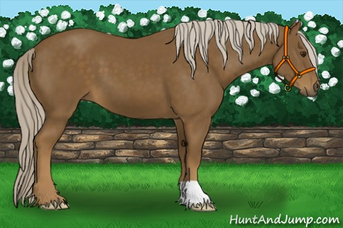 Horse Color:Chocolate Palomino 