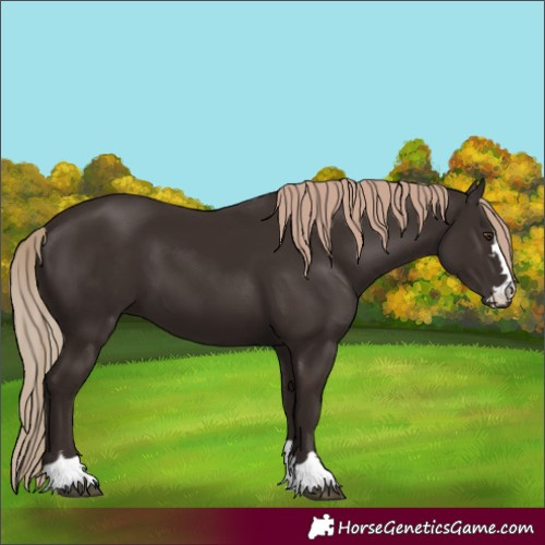 Horse Color:Liver Chestnut 