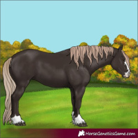 Horse Color:Liver Chestnut 