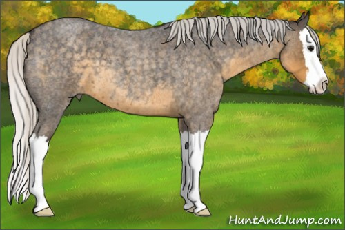 Horse Color:Silver Smoky Blue Roan Splash 