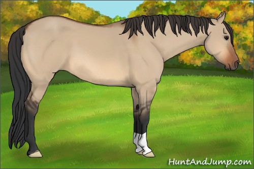 Horse Color:Bay Dun 