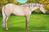 Horse Color:Silver Buckskin Pearl Dun