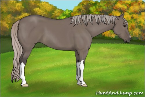 Horse Color:Silver Grullo 