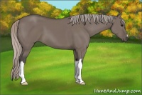Horse Color:Silver Grullo