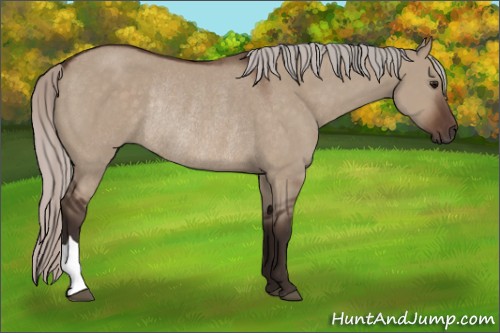 Horse Color:Silver Brown Dun Rabicano 
